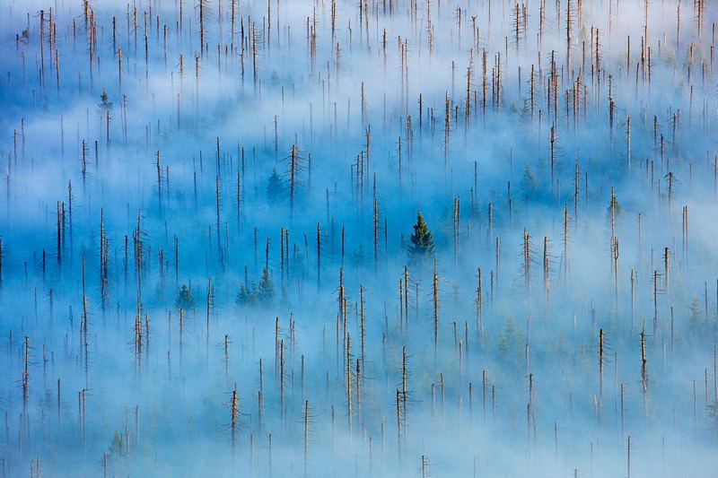 Фотография: 10 лучших фотографий с конкурса Nature Photographer 2020 №9 - BigPicture.ru