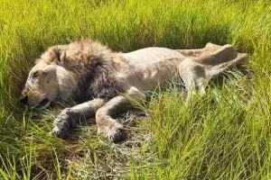 Фотография: Неравная схватка: исследователь дикой природы выжил после нападения голодного льва в Ботсване №7 - BigPicture.ru