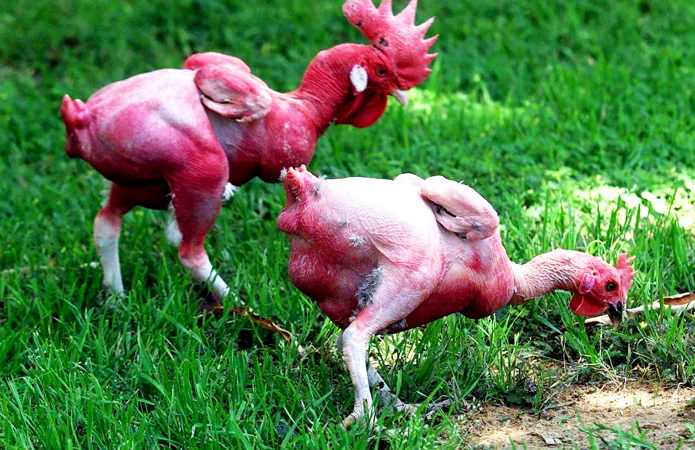Фотография: Зачем израильские селекционеры вывели голую курицу №2 - BigPicture.ru