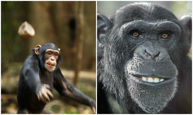 Фотография: Почему шимпанзе кидаются своими кучками? №1 - BigPicture.ru