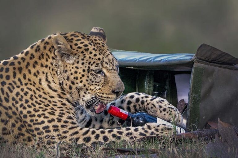 Фотография: Наливай! Фотограф сделал уникальные фото леопарда, который кажется готов выпить №1 - BigPicture.ru
