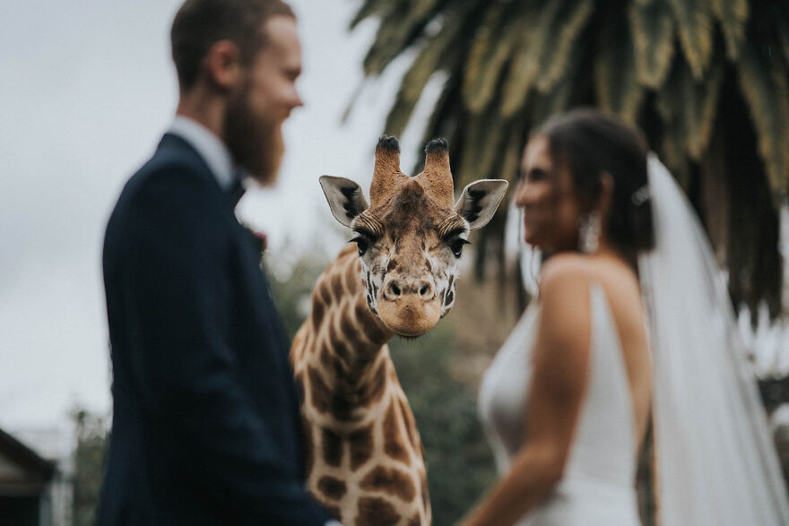 Фотография: 15 лучших свадебных фотографий 2020 года с конкурса Junebug Weddings №3 - BigPicture.ru