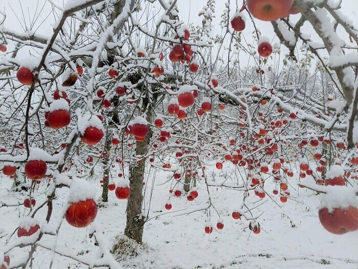 Фотография: Снежные чудеса, которые увидишь раз в жизни №23 - BigPicture.ru