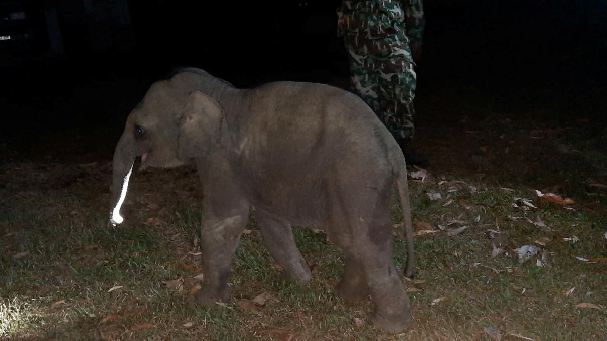 Фотография: В Таиланде мотоциклист сбил слоненка, но спасатель реанимировал малыша №3 - BigPicture.ru
