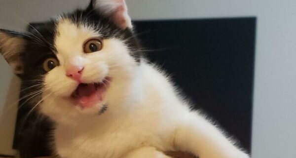 35 трогательных фото животных, которым подарили новую жизнь