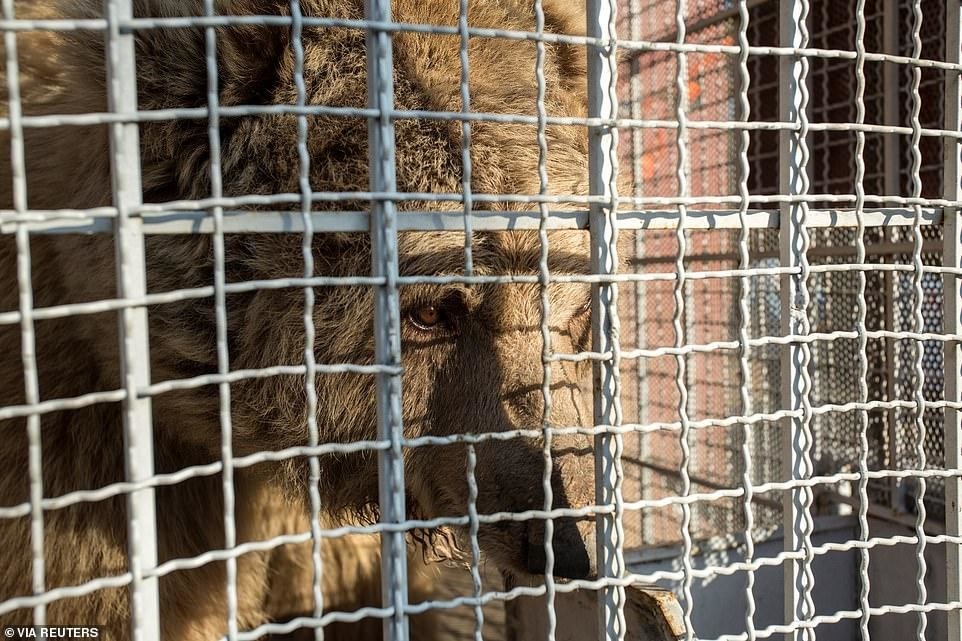 Фотография: Закрылся адский зоопарк, где жил 