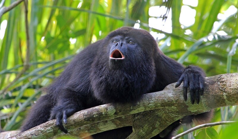 Фотография: Почему шимпанзе кидаются своими кучками? №6 - BigPicture.ru