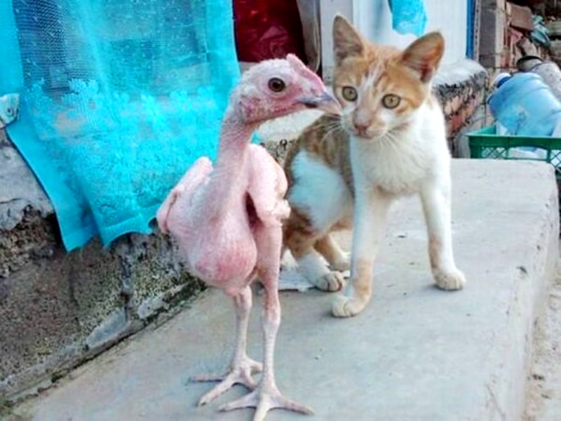 Фотография: Зачем израильские селекционеры вывели голую курицу №5 - BigPicture.ru