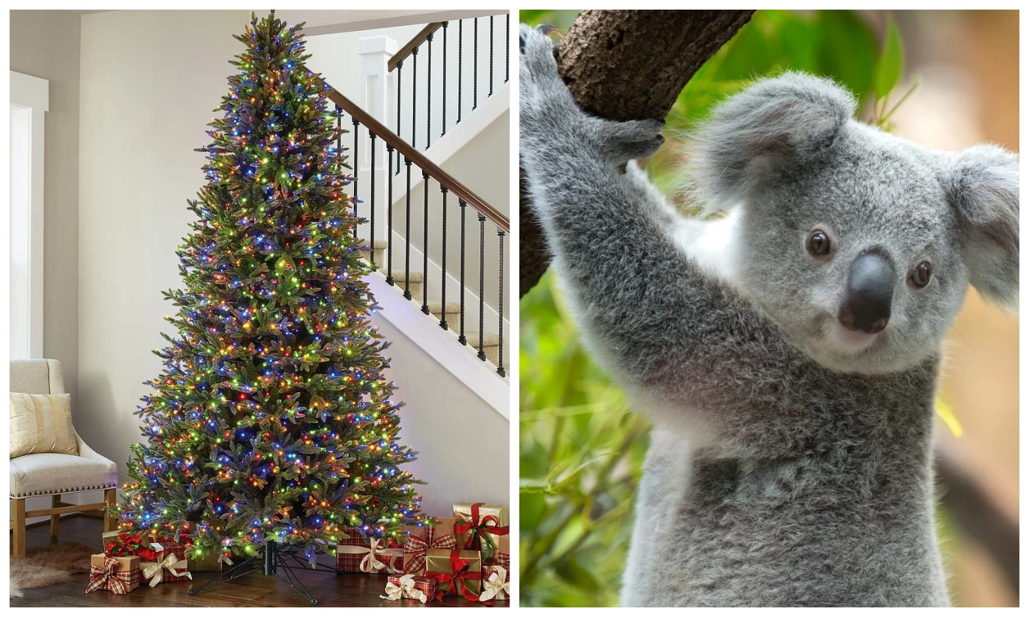 Фотография: В Австралии семья вернулась домой и обнаружила на рождественской ели... коалу №1 - BigPicture.ru