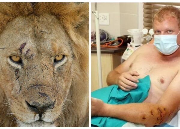 Неравная схватка: исследователь дикой природы выжил после нападения голодного льва в Ботсване