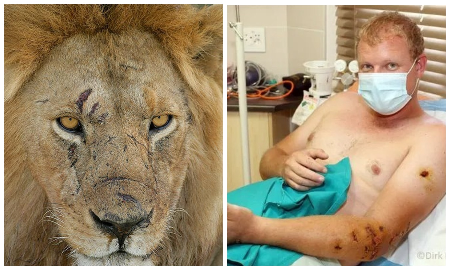 Фотография: Неравная схватка: исследователь дикой природы выжил после нападения голодного льва в Ботсване №1 - BigPicture.ru