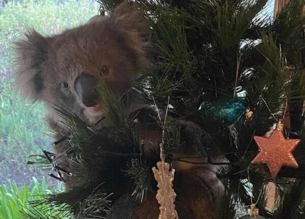 В Австралии семья вернулась домой и обнаружила на рождественской ели… коалу