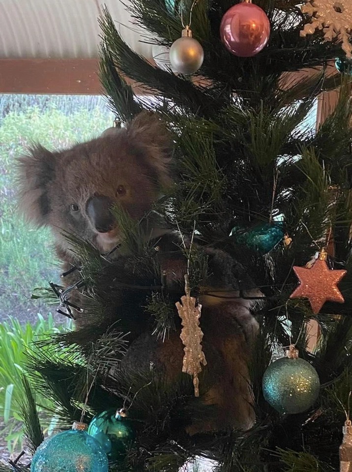 Фотография: В Австралии семья вернулась домой и обнаружила на рождественской ели... коалу №3 - BigPicture.ru