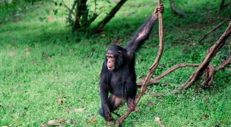 Фотография: Почему шимпанзе кидаются своими кучками? №4 - BigPicture.ru