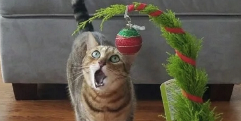 Фотография: Почему коты так неравнодушны к новогодним елкам? №9 - BigPicture.ru
