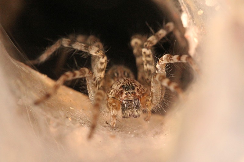 Фотография: Они уже ползут за тобой: топ-10 жутких австралийских пауков-убийц №11 - BigPicture.ru