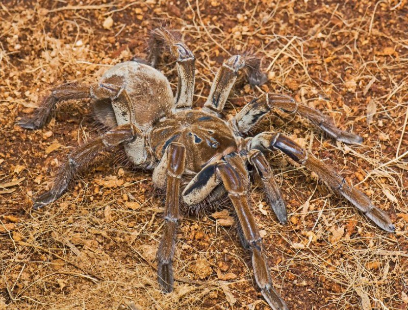 Фотография: Они уже ползут за тобой: топ-10 жутких австралийских пауков-убийц №8 - BigPicture.ru