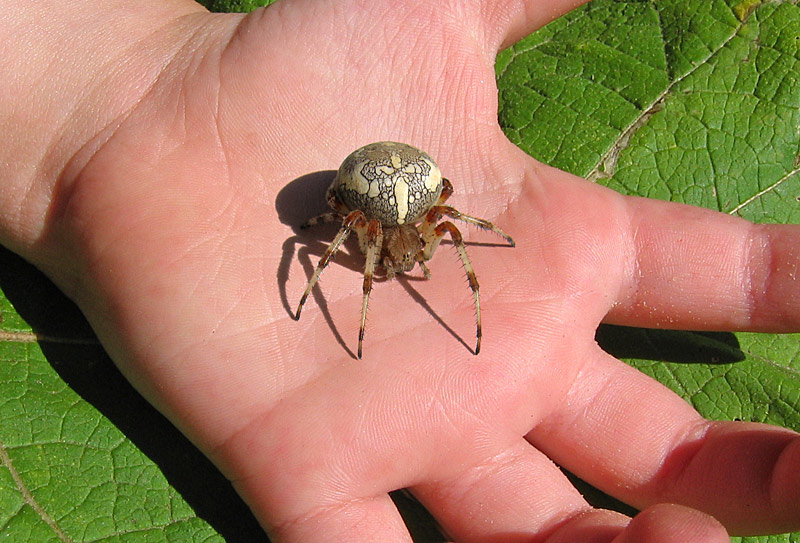 Фотография: Они уже ползут за тобой: топ-10 жутких австралийских пауков-убийц №3 - BigPicture.ru