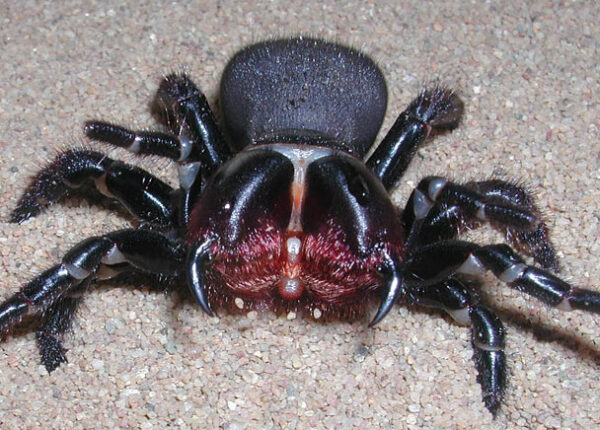 Они уже ползут за тобой: топ-10 жутких австралийских пауков-убийц