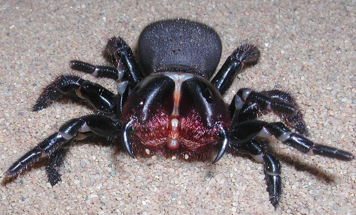Фотография: Они уже ползут за тобой: топ-10 жутких австралийских пауков-убийц №7 - BigPicture.ru
