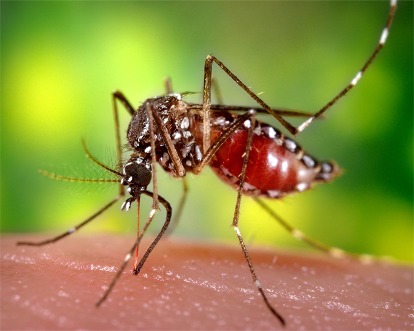 Фотография: Как кусает комар и почему комариный укус так чешется №4 - BigPicture.ru
