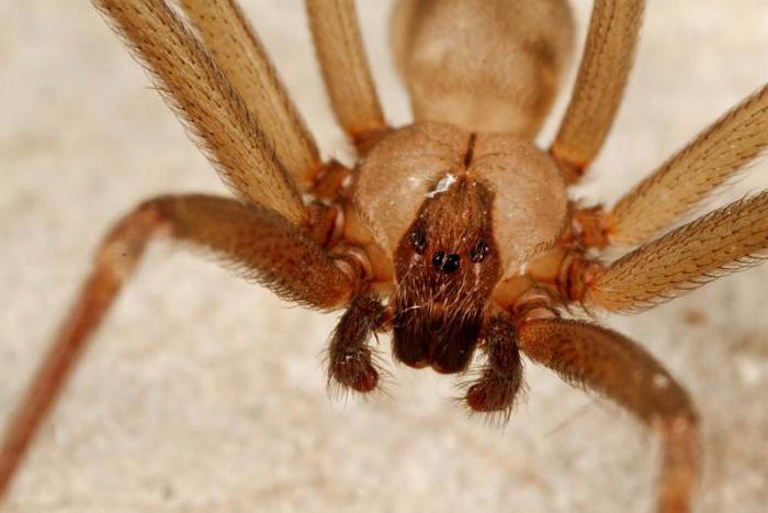 Фотография: Они уже ползут за тобой: топ-10 жутких австралийских пауков-убийц №5 - BigPicture.ru