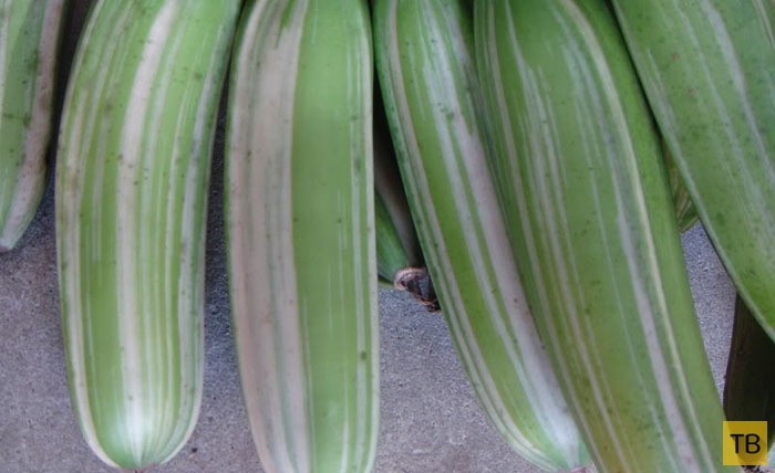 Фотография: Топ 10: Самые редкие и необычные виды бананов №6 - BigPicture.ru