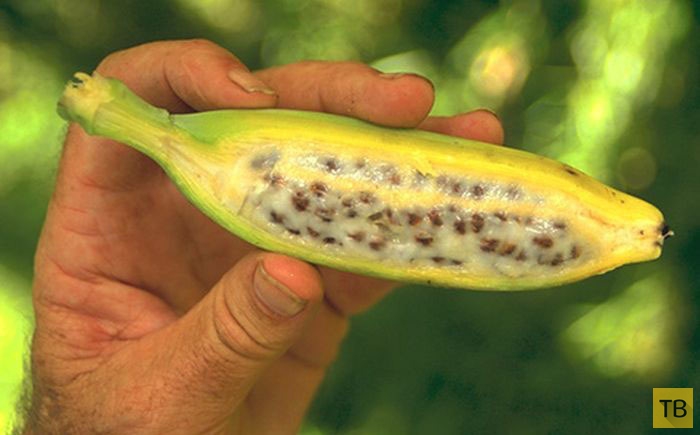 Фотография: Топ 10: Самые редкие и необычные виды бананов №2 - BigPicture.ru