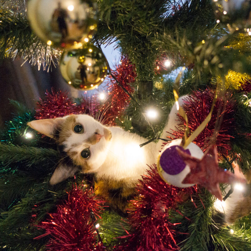 Фотография: Почему коты так неравнодушны к новогодним елкам? №4 - BigPicture.ru