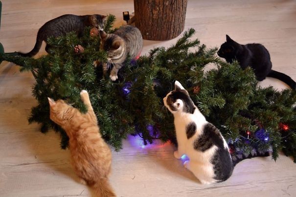Фотография: Почему коты так неравнодушны к новогодним елкам? №3 - BigPicture.ru
