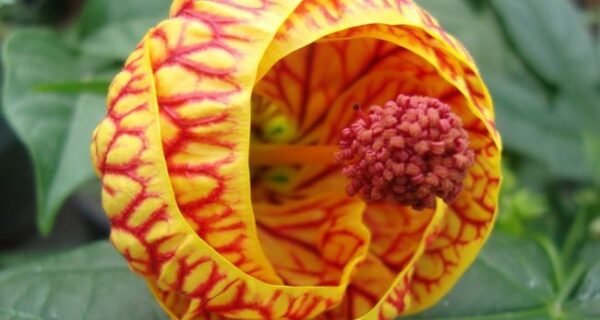 25 самых красивых и необычных цветов, которые вы раньше никогда не видели
