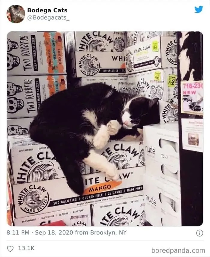 Фотография: 25 магазинных котов, всем своим видом показывающих кто в лавке главный №24 - BigPicture.ru