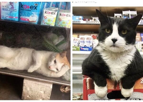 25 магазинных котов, всем своим видом показывающих кто в лавке главный