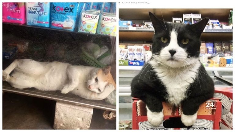 Фотография: 25 магазинных котов, всем своим видом показывающих кто в лавке главный №1 - BigPicture.ru