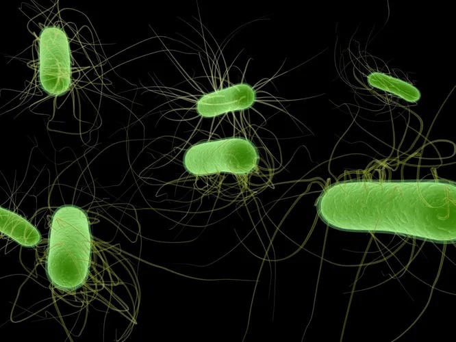 Фотография: 10 самых опасных бактерий №3 - BigPicture.ru