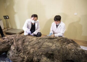 В Якутии разморозили тушу древнего шерстистого носорога