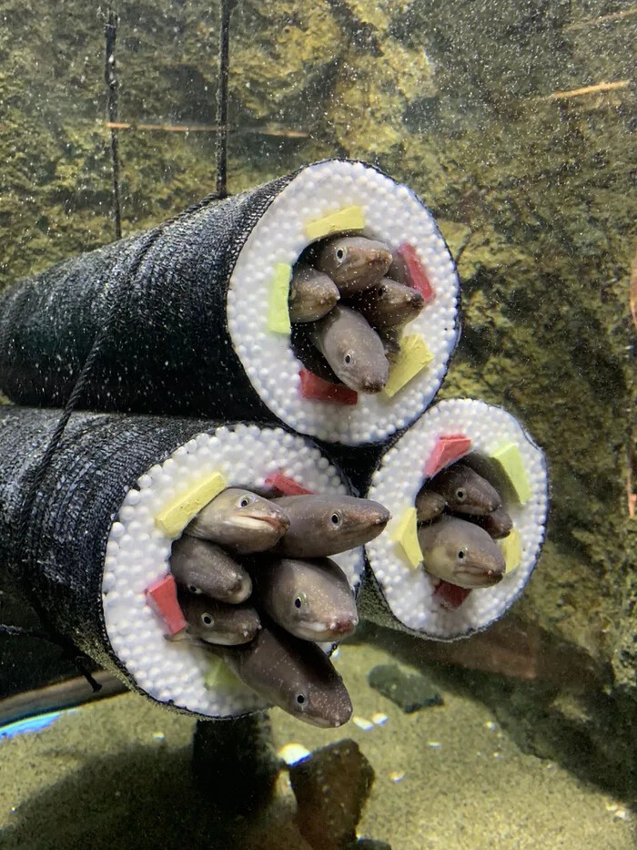 Фотография: В японском аквариуме сделали домики для угрей в виде суши №6 - BigPicture.ru