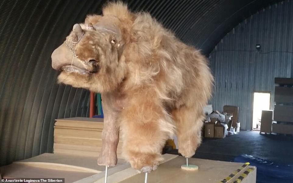 Фотография: В Якутии разморозили тушу древнего шерстистого носорога №9 - BigPicture.ru