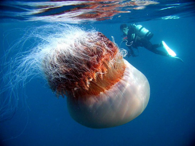 Фотография: Арктическая цианея — восхитительный гигант мира медуз №7 - BigPicture.ru