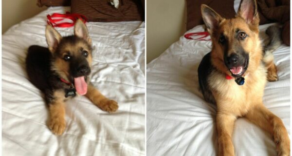 15 милых фото, которые показывают, как под действием времени почти все меняется