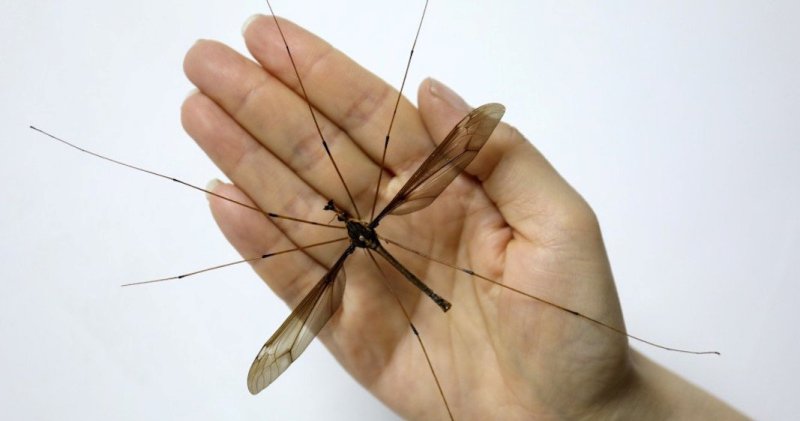Фотография: В Китае обнаружен комар-рекордсмен пугающих размеров №1 - BigPicture.ru