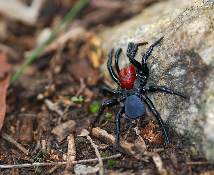 Фотография: Они уже ползут за тобой: топ-10 жутких австралийских пауков-убийц №9 - BigPicture.ru