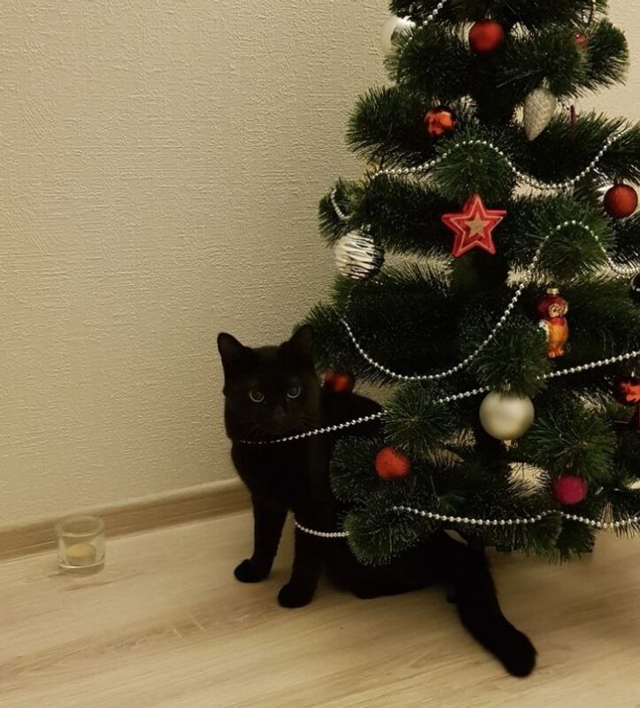 Фотография: Почему коты так неравнодушны к новогодним елкам? №7 - BigPicture.ru