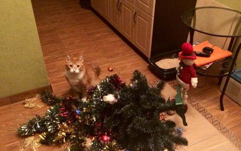 Фотография: Почему коты так неравнодушны к новогодним елкам? №10 - BigPicture.ru