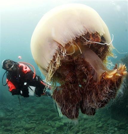 Фотография: Арктическая цианея — восхитительный гигант мира медуз №4 - BigPicture.ru