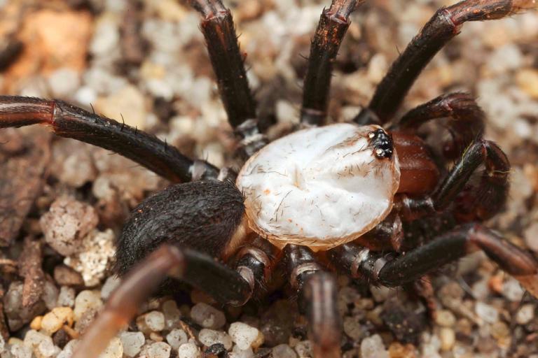 Фотография: Они уже ползут за тобой: топ-10 жутких австралийских пауков-убийц №6 - BigPicture.ru
