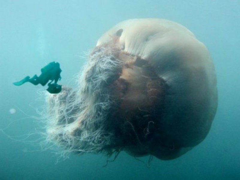 Фотография: Арктическая цианея — восхитительный гигант мира медуз №5 - BigPicture.ru