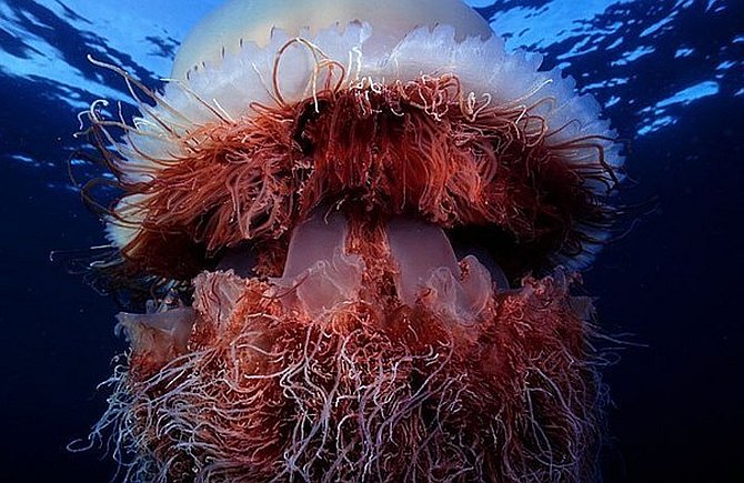 Арктическая цианея — восхитительный гигант мира медуз