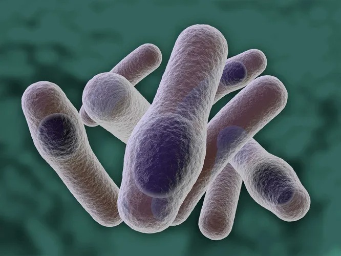 Фотография: 10 самых опасных бактерий №6 - BigPicture.ru