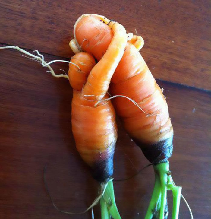 Bigpicture.ru любовь морковь